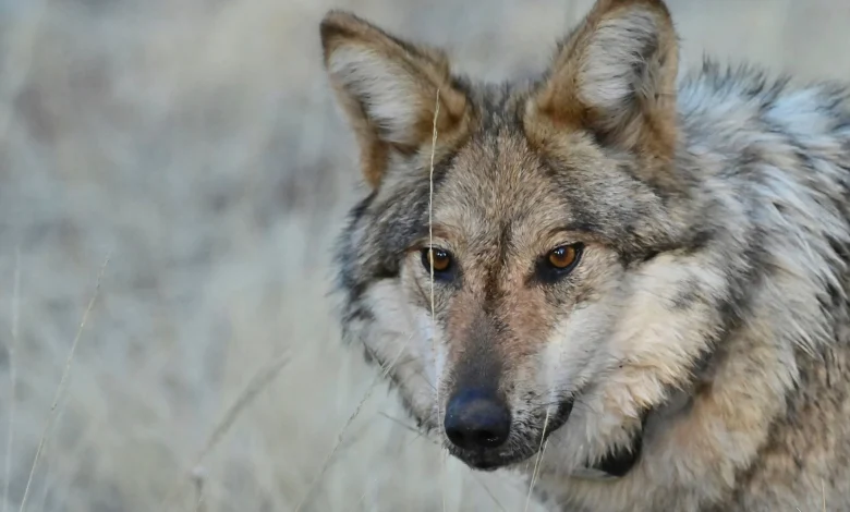 US House passes bill to remove federal protections for wolves