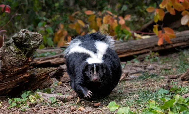 U.S. Man Dies of Rabies after Receiving Infected Kidney Transplant