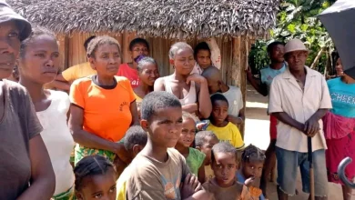 Vatomandry : Vers la transformation du litchi