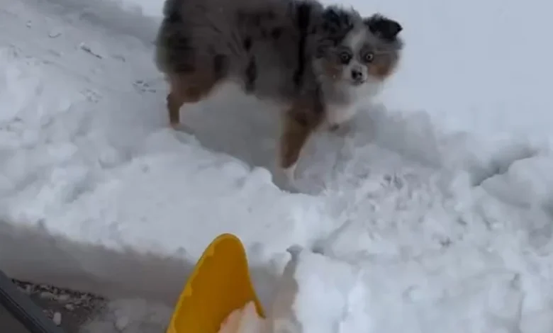 Video: Dog Is ‘Obsessed’ Playing With Snow Shovel