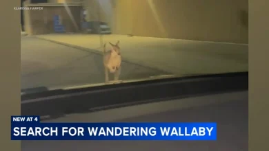 Wallaby named Rex escapes Lots of Love Farm in Williamstown, spotted near shopping center