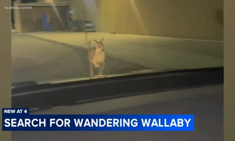 Wallaby named Rex escapes Lots of Love Farm in Williamstown, spotted near shopping center