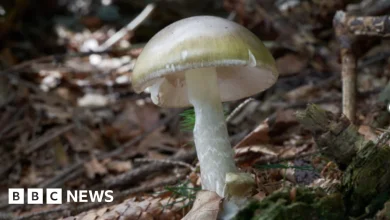 Warning against mushroom foraging in California after fatal poisoning