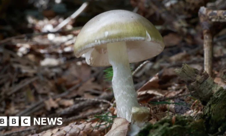 Warning against mushroom foraging in California after fatal poisoning