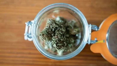 Weed stocks rally on reports that Trump admin is close to reclassifying marijuana