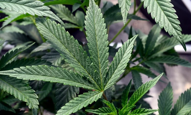 What the reclassification of marijuana would mean for Americans - The Washington Post