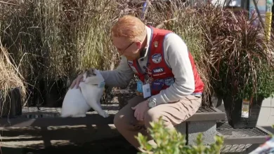 When the beloved resident cat of a Virginia Lowe's disappeared, staff pulled out all the stops to find her