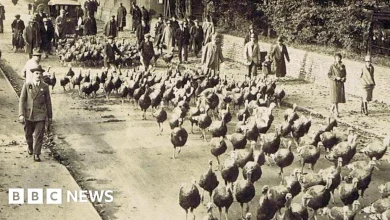 When turkeys were walked to London for Christmas