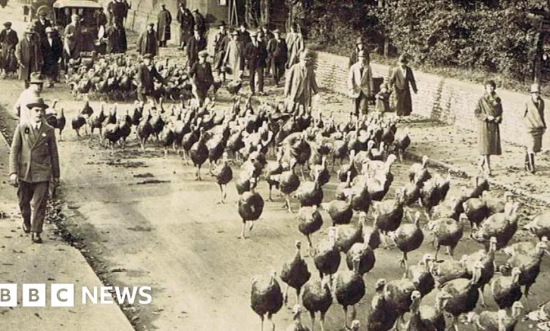 When turkeys were walked to London for Christmas