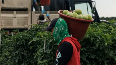 Why Few Farms Participate in the Fair Food Program, Which Experts Say Could Prevent Abuse — ProPublica