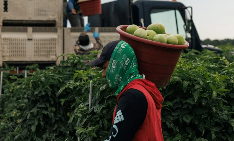 Why Few Farms Participate in the Fair Food Program, Which Experts Say Could Prevent Abuse — ProPublica