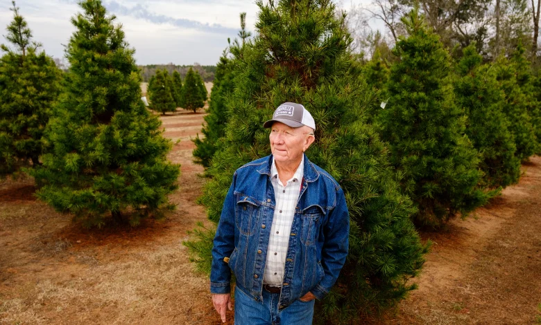 Why a Texas Christmas tree farm closed despite booming sales