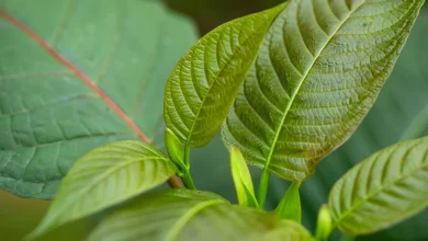 Why kratom is at the heart of a public health debate : Short Wave : NPR