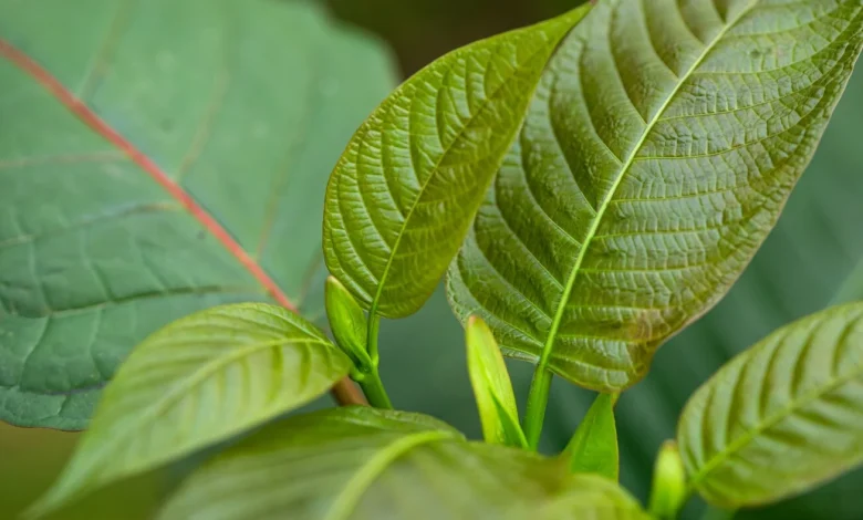 Why kratom is at the heart of a public health debate : Short Wave : NPR