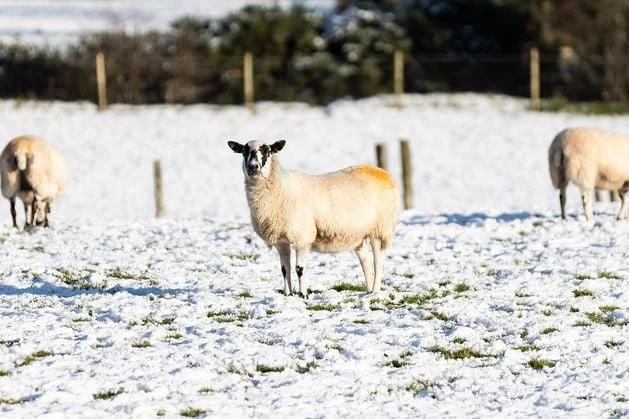 Will Northern Ireland have a white Christmas? And why the notion became such a common theme after ‘little ice age’