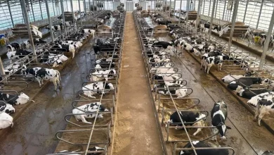 Wisconsin detects avian flu in cattle for first time