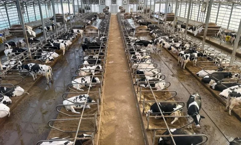 Wisconsin detects avian flu in cattle for first time