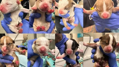 Woman finds newborn puppies abandoned at South Philadelphia Target, turns them in to Pennsylvania dog rescue