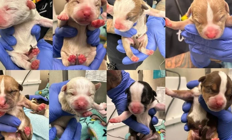 Woman finds newborn puppies abandoned at South Philadelphia Target, turns them in to Pennsylvania dog rescue