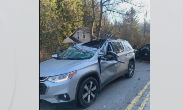 Woman killed after tree falls on car in White Oak