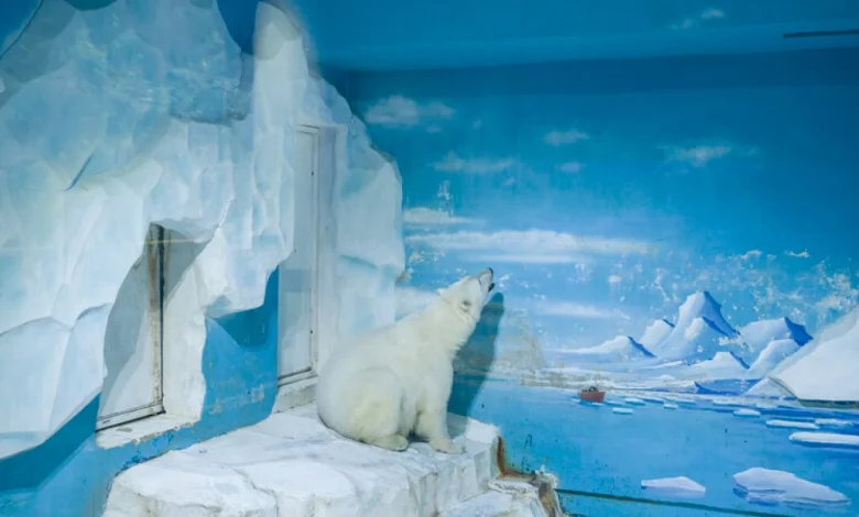 bold women, comfort soups, solo bear : Goats and Soda : NPR