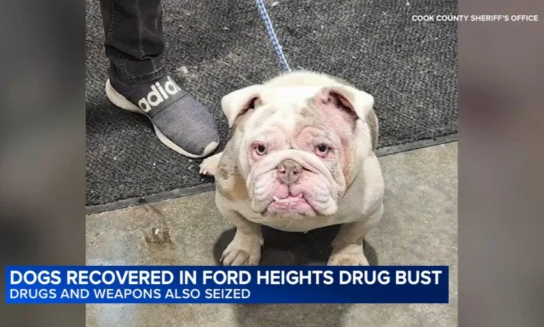 18 dogs, puppies seized in Ford Heights, Illinois drug bust at Lincoln Highway and Deer Creek Lane: Cook County Sheriff's Office