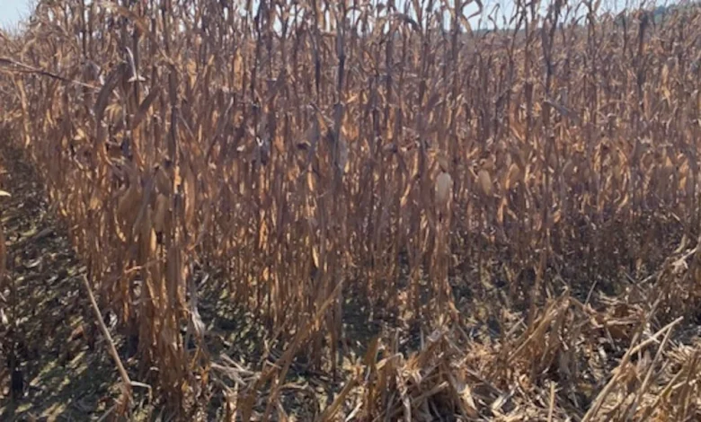 19 Alabama counties designated as primary natural disaster areas by USDA