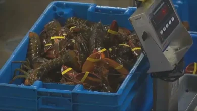 $400K in lobster meat destined for Costco stores in Illinois, Minnesota stolen by a fraudulent trucking company: broker