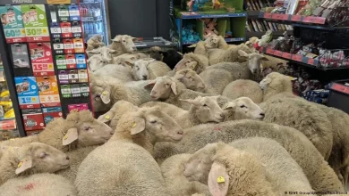 50 sheep visit German supermarket – DW – 01/08/2026