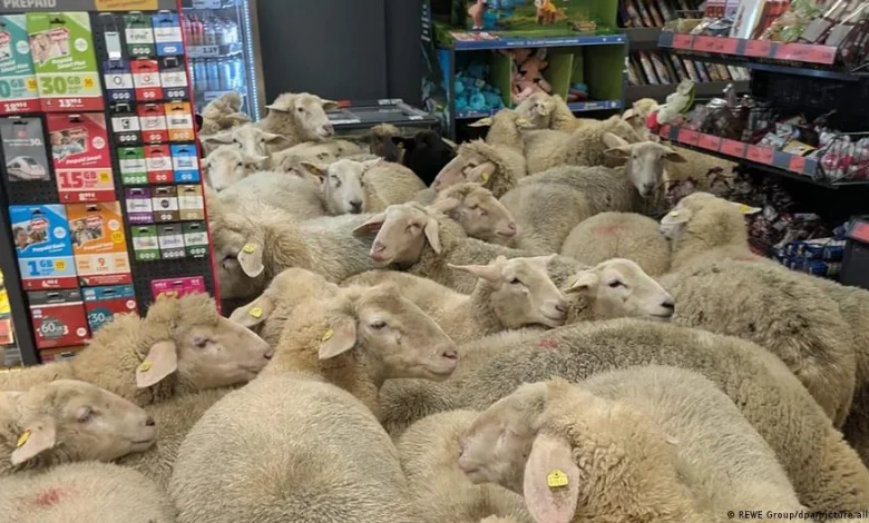 50 sheep visit German supermarket – DW – 01/08/2026