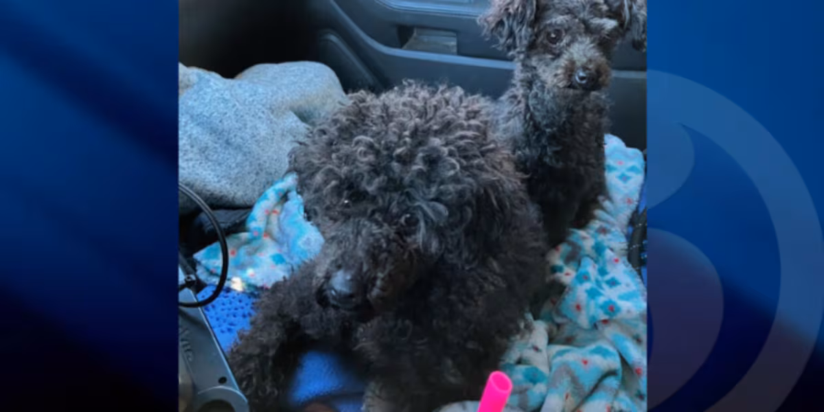 $5k reward offered after 2 poodles abandoned in Colchester during cold weather