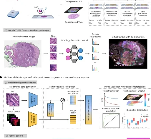 AI-enabled virtual spatial proteomics from histopathology for interpretable biomarker discovery in lung cancer