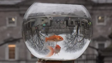 Alexa+ 'Killed My Fish': Tales From Amazon Employee Beta Testers