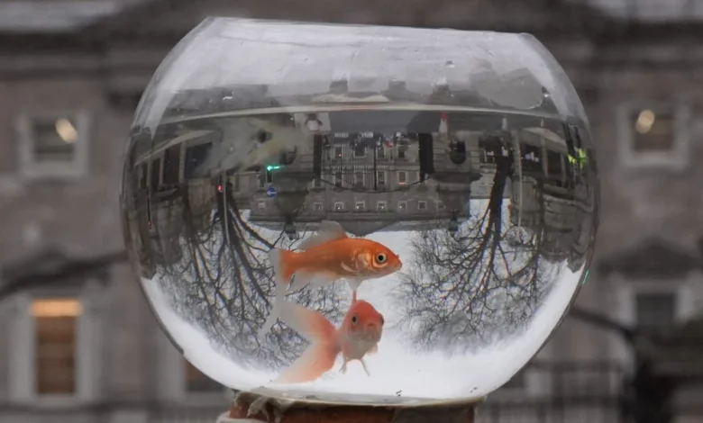 Alexa+ 'Killed My Fish': Tales From Amazon Employee Beta Testers