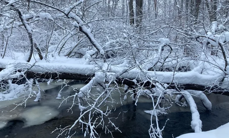 Are trees really exploding in the severe cold? Sort of.