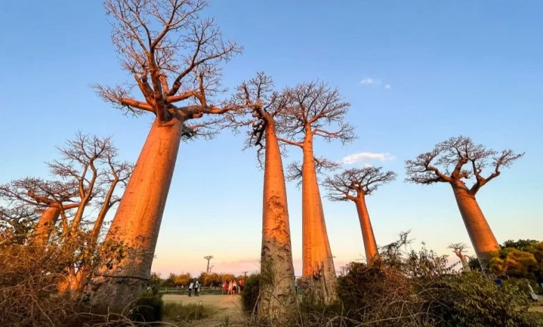 Avenue of the Baobabs: Madagascar's natural monument with dozens of 'mother of the forest' trees