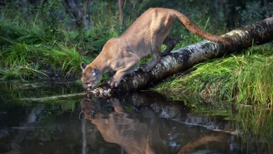 Backpackers Spot Cougar in Olympic National Park (Video)