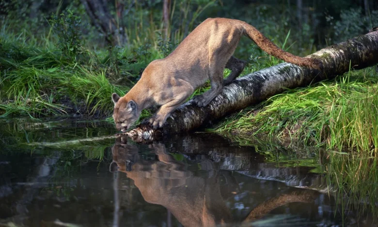 Backpackers Spot Cougar in Olympic National Park (Video)