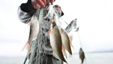 Baden-Württemberg: BW-Newsticker am Morgen: Angler vs. Berufsfischer: Zoff um Fischfang im Bodensee, Schüler frieren wochenlang bei 16 Grad in Klassenzimmer, Nach Hackerangriff Daten von bis zu 20.000 Menschen im Land betroffen
