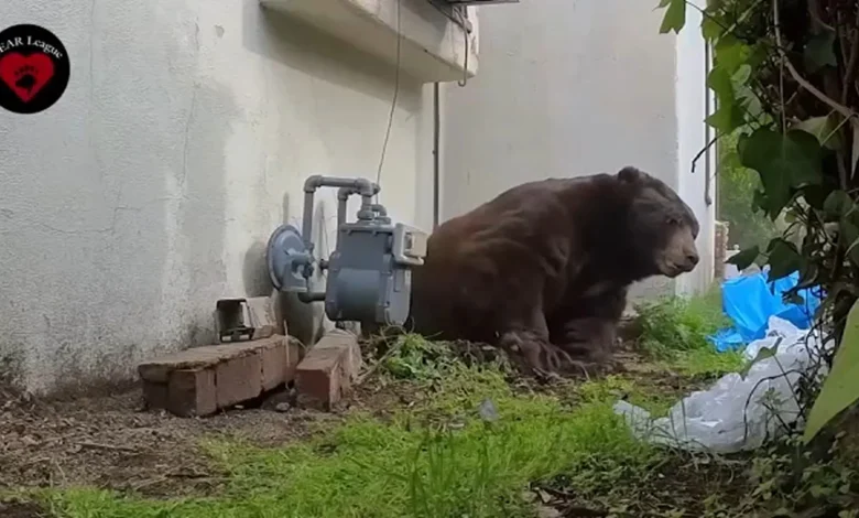 Bear removed after living underneath Altadena home for months