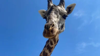 Beloved giraffe born at Greenville Zoo dies after fatal accident