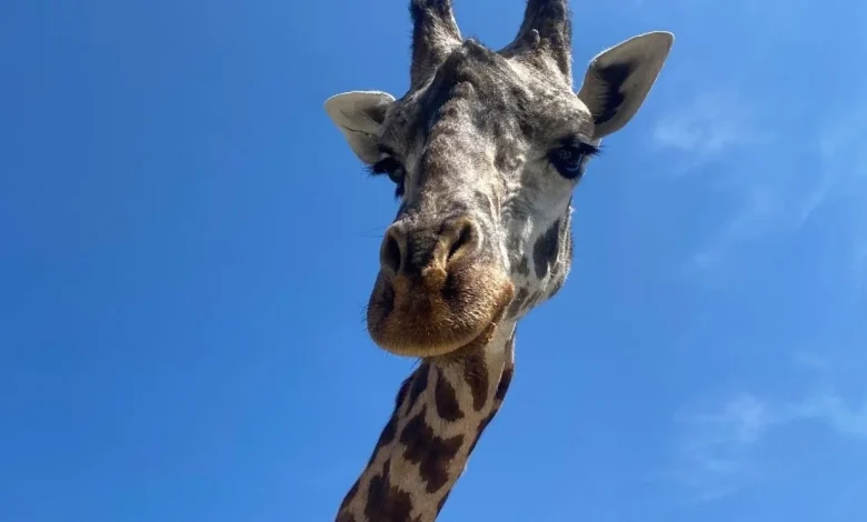 Beloved giraffe born at Greenville Zoo dies after fatal accident