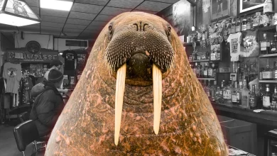 Beloved walrus penis stolen from N.J. cheesesteak icon. Owner is blubbering mad.