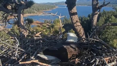 Big Bear bald eagles Jackie and Shadow lose freshly laid eggs