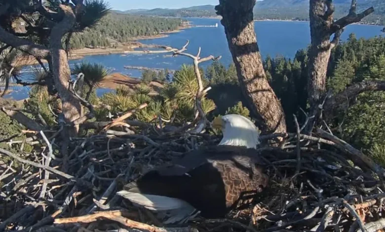Big Bear bald eagles Jackie and Shadow lose freshly laid eggs