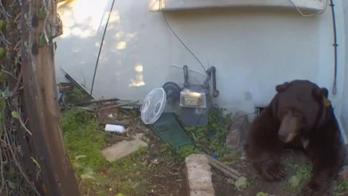 Black bear living underneath Altadena house shows no sign of budging as homeowner mulls legal action