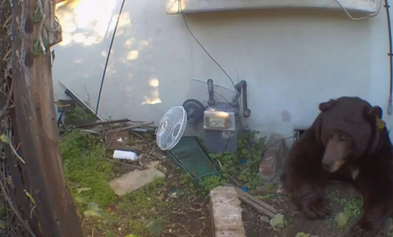 Black bear living underneath Altadena house shows no sign of budging as homeowner mulls legal action