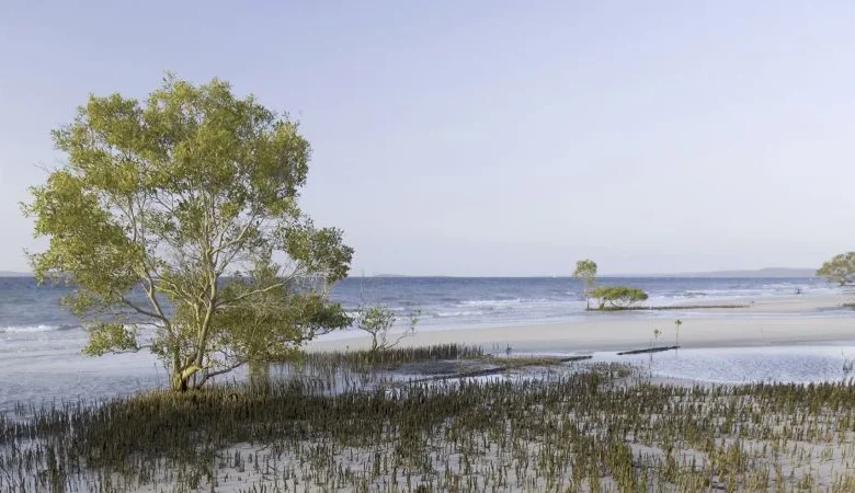 Body of Canadian woman, 19, found surrounded by dingoes on Australian island
