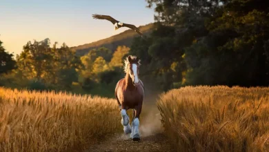 Budweiser pulls at the heartstrings in latest Super Bowl ad