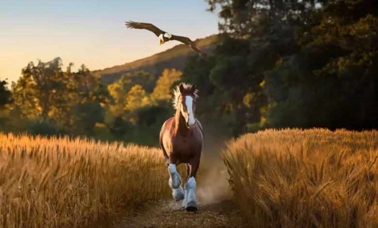 Budweiser pulls at the heartstrings in latest Super Bowl ad
